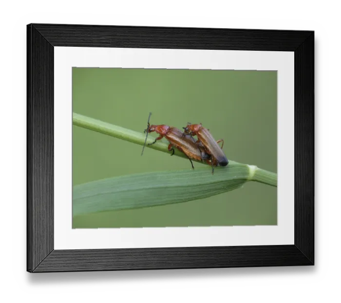 Framed Print : Common Red Soldier Beetle (Rhagonycha fulva) adult pair