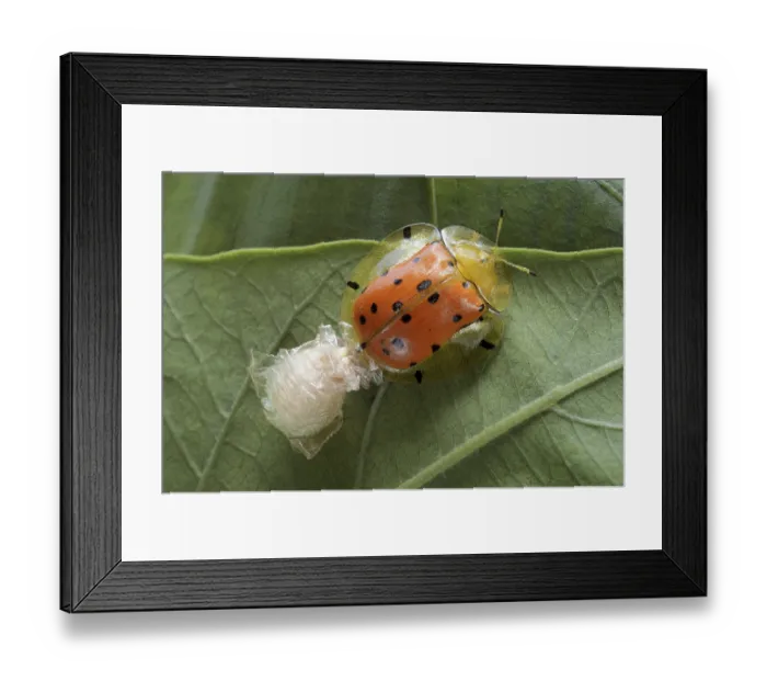Framed Print : Orange Tortoise Beetle (Aspidimorpha westwoodii) adult