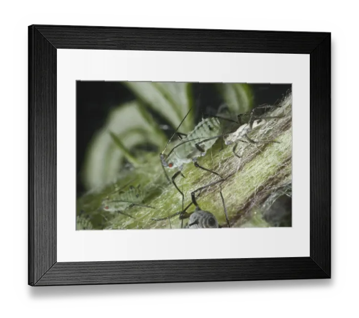 Framed Print : Slender mugwort aphid, Macrosiphoniella oblonga Framed Print : Slender mugwort aphid, Macrosiphoniella oblonga
