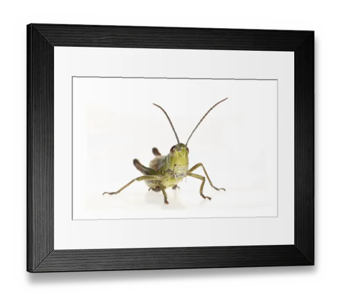 Framed Print : Meadow grasshopper (Chorthippus parallelus)