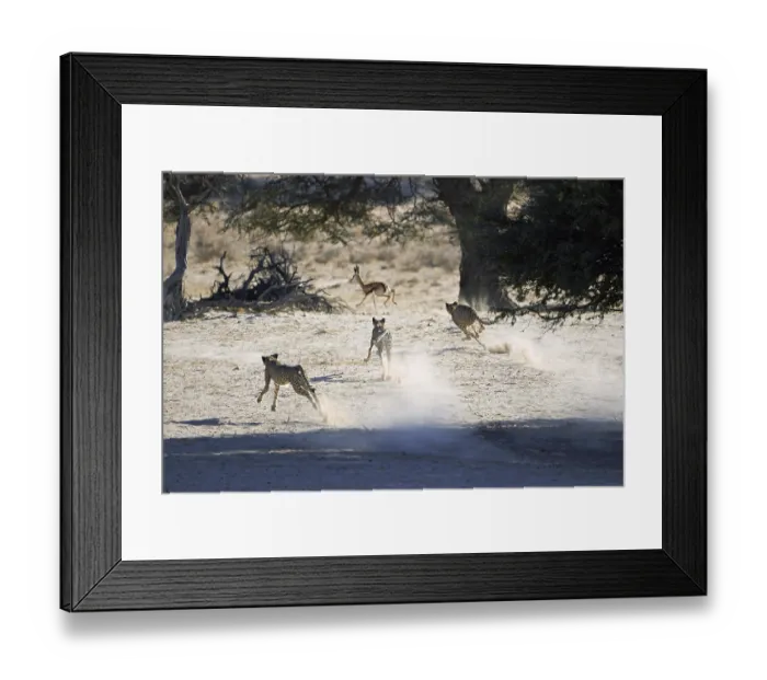 Framed Print : Cheetah (Acinonyx jubatus jubatus) three immatures