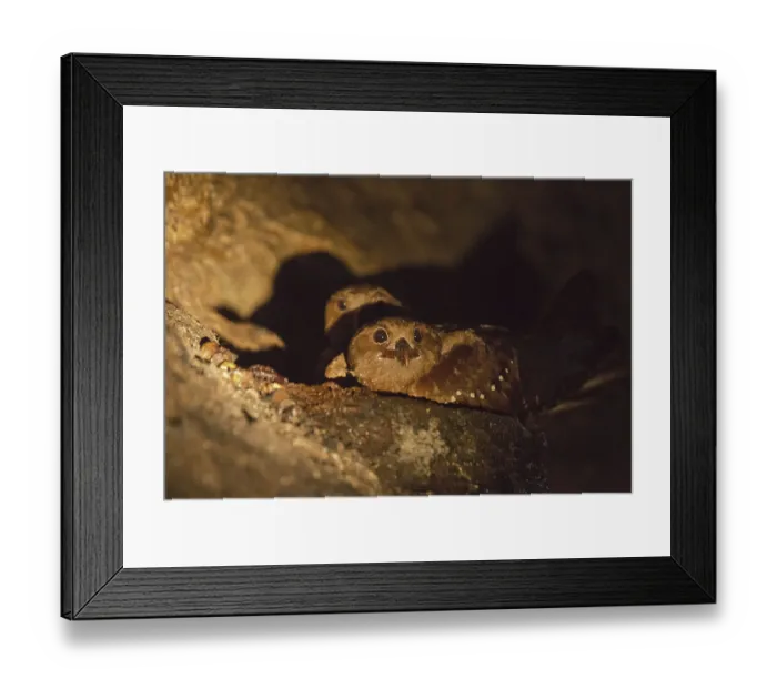 Framed Print : Oilbird (Steatornis caripensis) adults Framed Print : Oilbird (Steatornis caripensis) adults