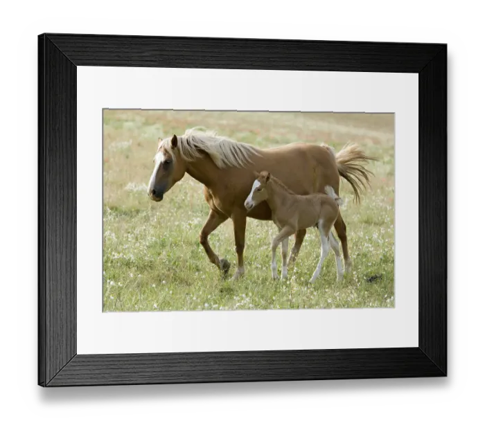 Framed Print : Horse-Mix, German Riding Pony - Haflinger, Foal
