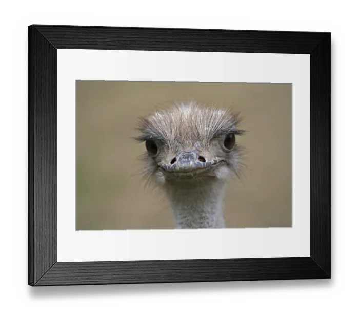 Framed Print : StrauB, Afrika, Sudafrika Framed Print : StrauB, Afrika, Sudafrika