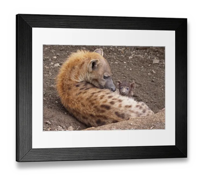 Framed Print : Hy Framed Print : Hy