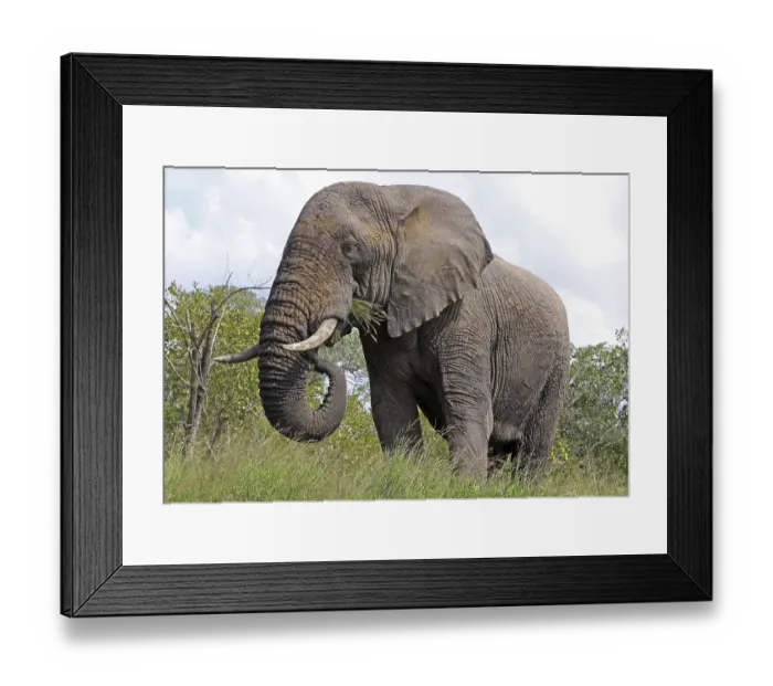 Framed Print : Elephant, Kruger National Park S