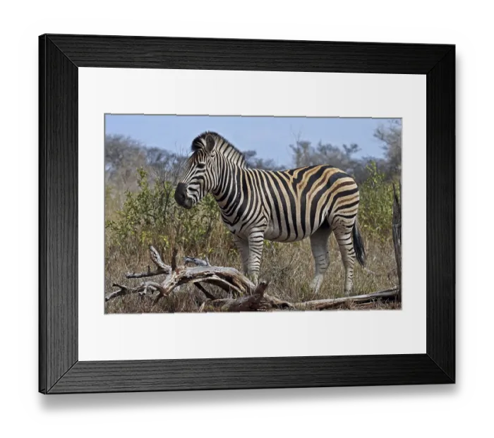 Framed Print : Burchell's zebra, S Burchell's zebra, S