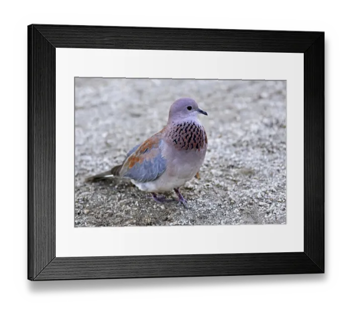 Framed Print : Palm dove, S Framed Print : Palm dove, S