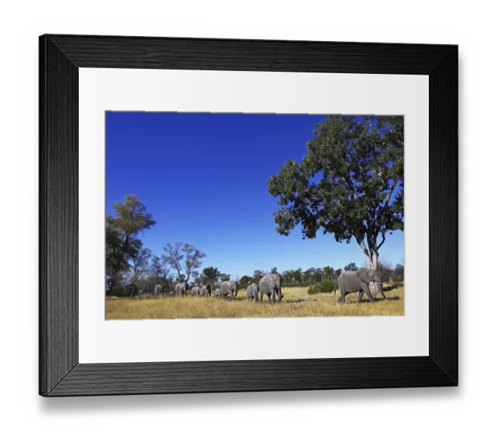 Framed Print : Elephants in Moremi Game Reserve