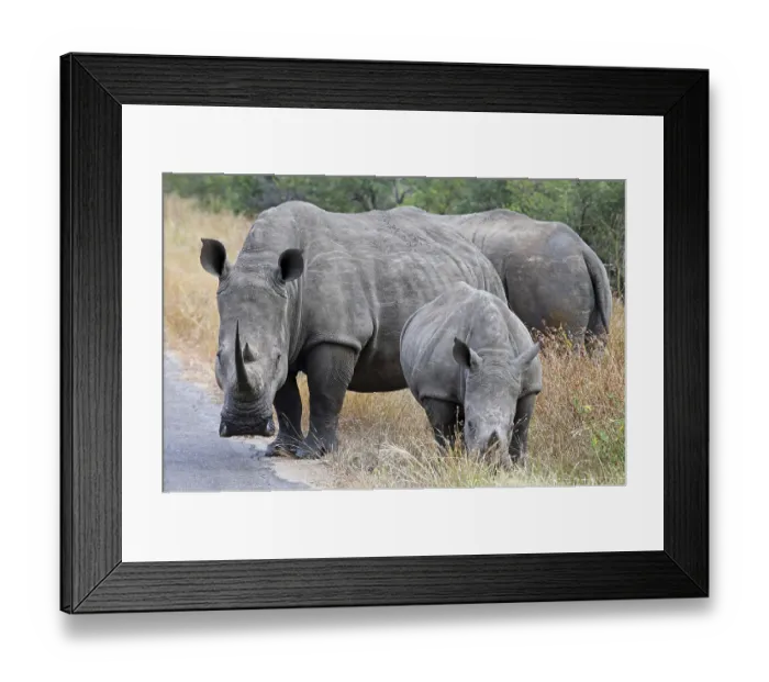 Framed Print : Breitmaulnash