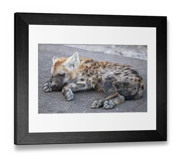 Framed Print : Junge T Framed Print : Junge T