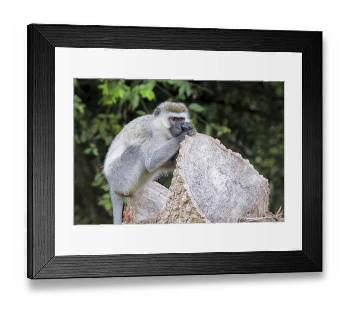 Framed Print : Vervet monkey (Chlorocebus) at Lake Mburo National Park in Uganda