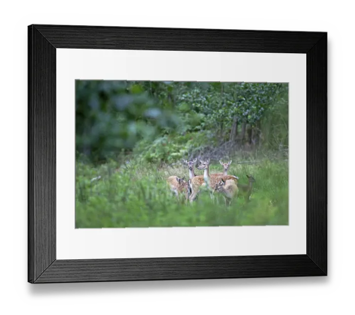 Framed Print : Fallow deer (Dama dama) are frequently kept in parks and outdoor enclosures throughout Europe