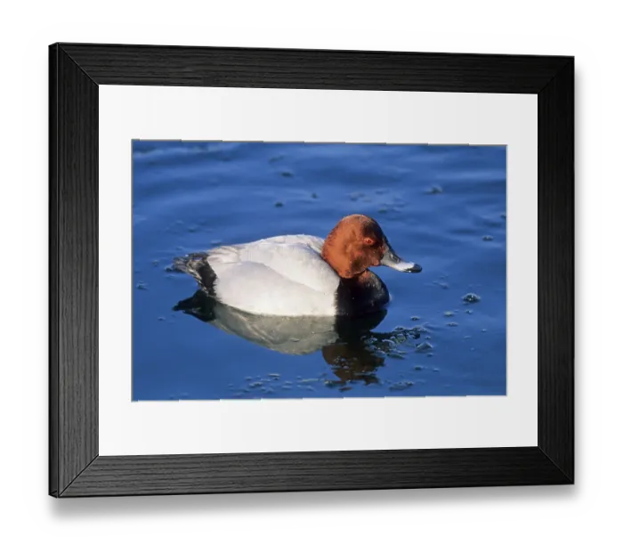 Framed Print : Common pochards (Aythya ferina) are gregarious birds