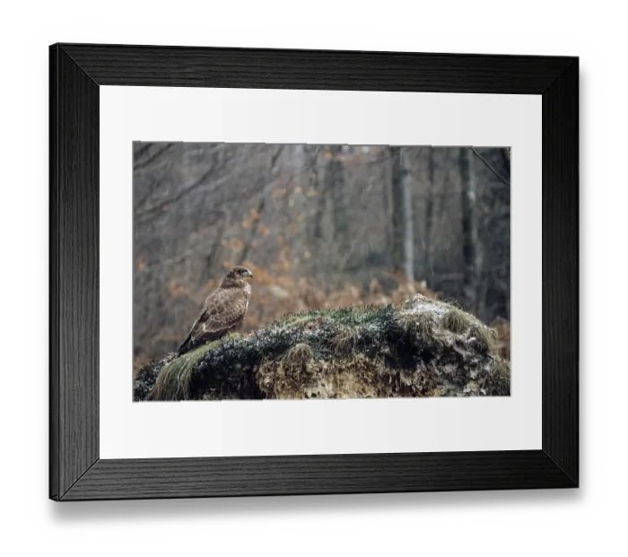 Framed Print : Common steppe buzzard (Buteo buteo) perched on a root plate in driving snow (Buzzard)