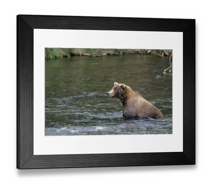Framed Print : Grizzly Bear catching Salmon in Brooks River (Brown Bear) Framed Print : Grizzly Bear catching Salmon in Brooks River (Brown Bear)