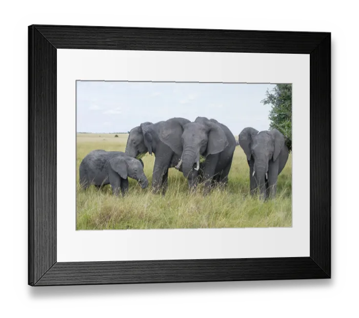 Framed Print : Africa, african, africana, animal