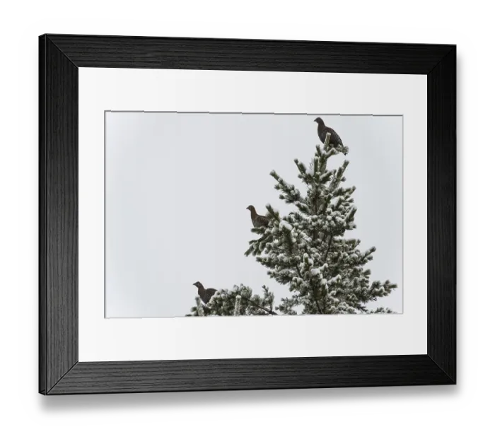 Framed Print : Three capercaillies, Tetrao urogallus (English: Capercaillie) sitting on a snow-covered pine tree