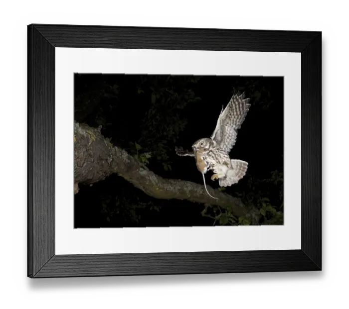 Framed Print : Little Owl (Athene noctua) with mouse prey