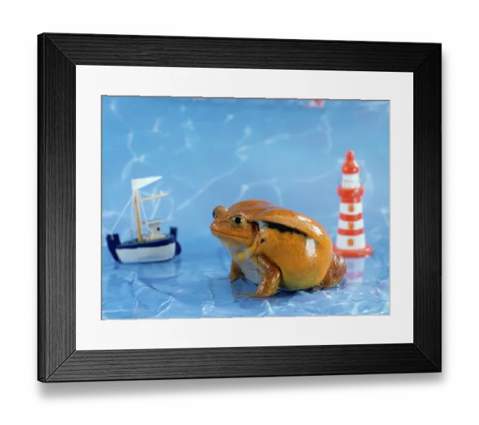 Framed Print : Tomato frog (Dyscophus antongilii) with toy decoration Framed Print : Tomato frog (Dyscophus antongilii) with toy decoration