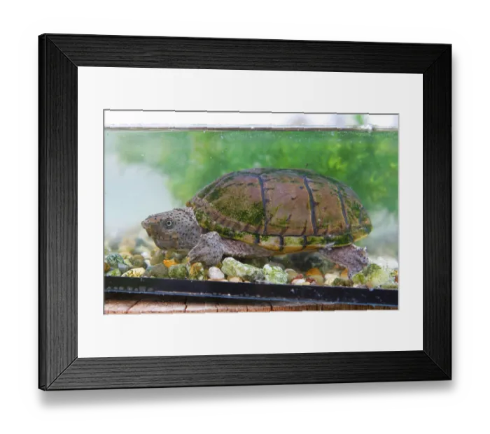 Framed Print : Loggerhead musk turtle (Sternotherus minor)