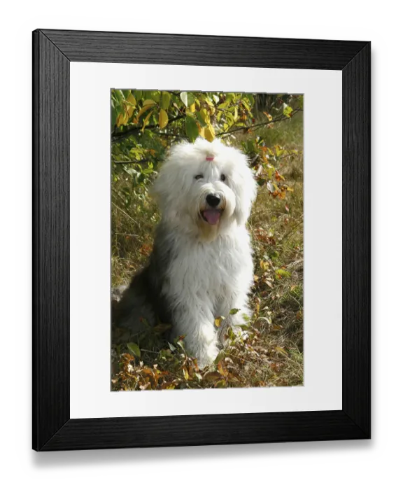 Framed Print : Bobtail, Old English Sheepdog
