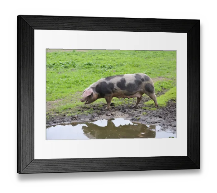 Framed Print : Colourful Bentheimer pig, Zoo Nordhorn Framed Print : Colourful Bentheimer pig, Zoo Nordhorn