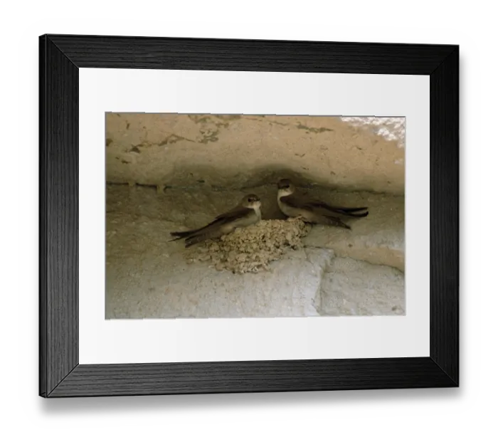 Framed Print : Crag (Ptyonoprogne rupestris) Martins