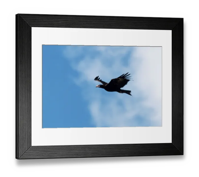 Framed Print : Wedge-tailed Eagle (Aquila audax)