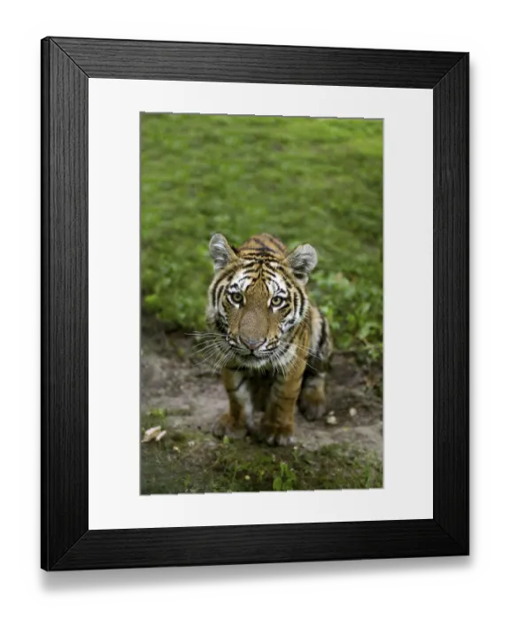 Framed Print : Siberian tiger (Panthera tigris altaica) Framed Print : Siberian tiger (Panthera tigris altaica)