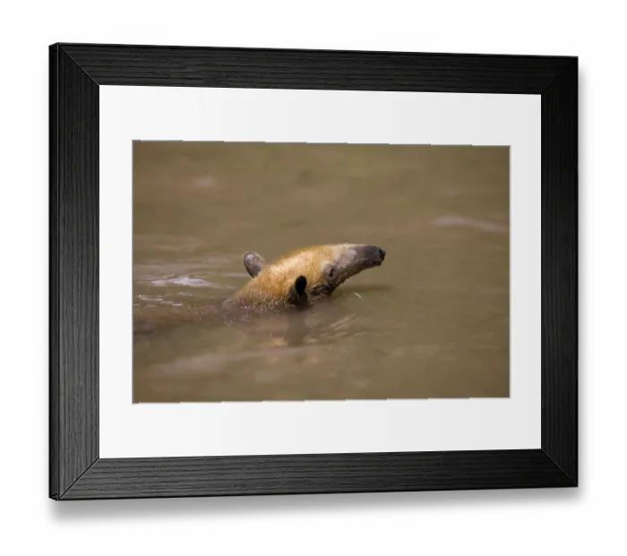 Framed Print : Southern Anteater (tamandua tetradactyla)