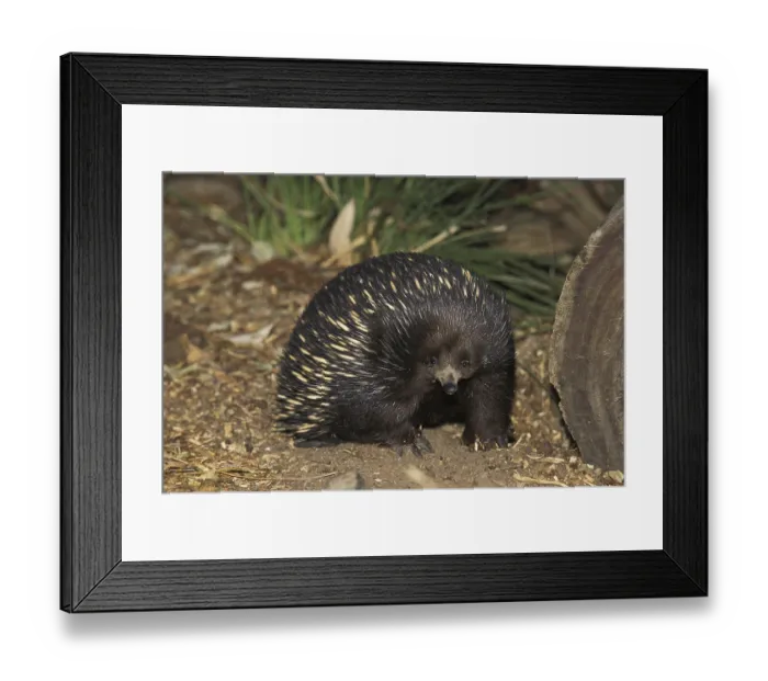 Framed Print : Short Beaked Echidna (tachyglossus aculeatus)