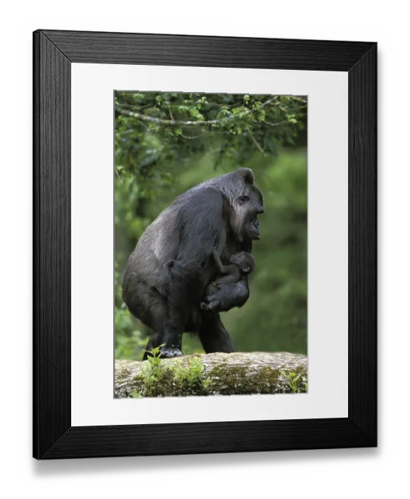 Framed Print : Eastern western gorilla (gorilla gorilla) graueri