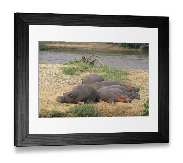 Framed Print : HIPPOPOTAMUS (hippopotamus amphibius)