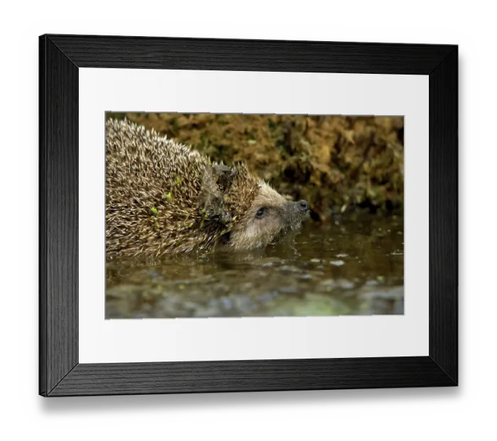 Framed Print : European european hedgehog (erinaceus europaeus)