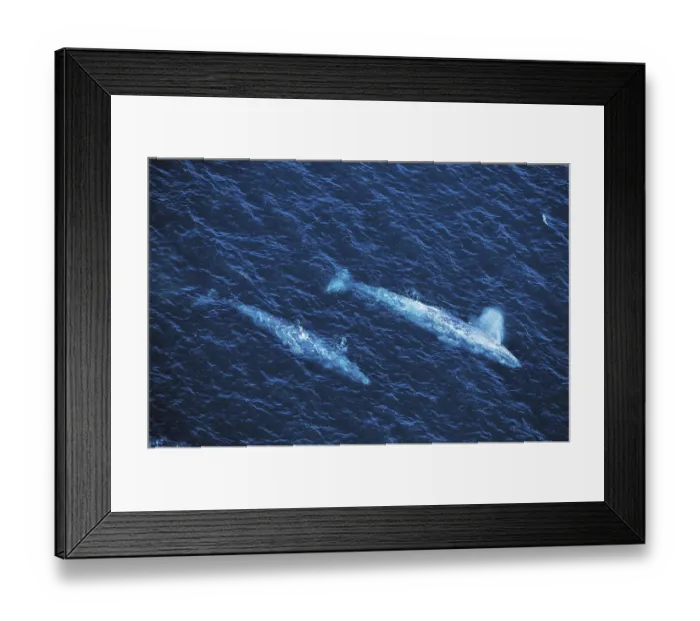 Framed Print : Gray whale (eschrichtius robustus) OR GREY WALK