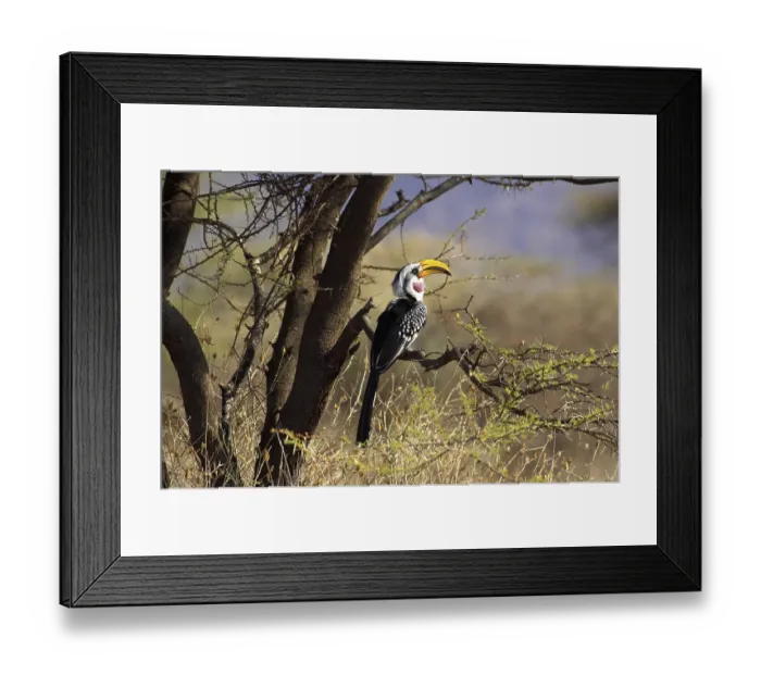Framed Print : YELLOW BILLED HORNBILL (tockus flavirostris) IN MASAI MARA NP IN KENYA