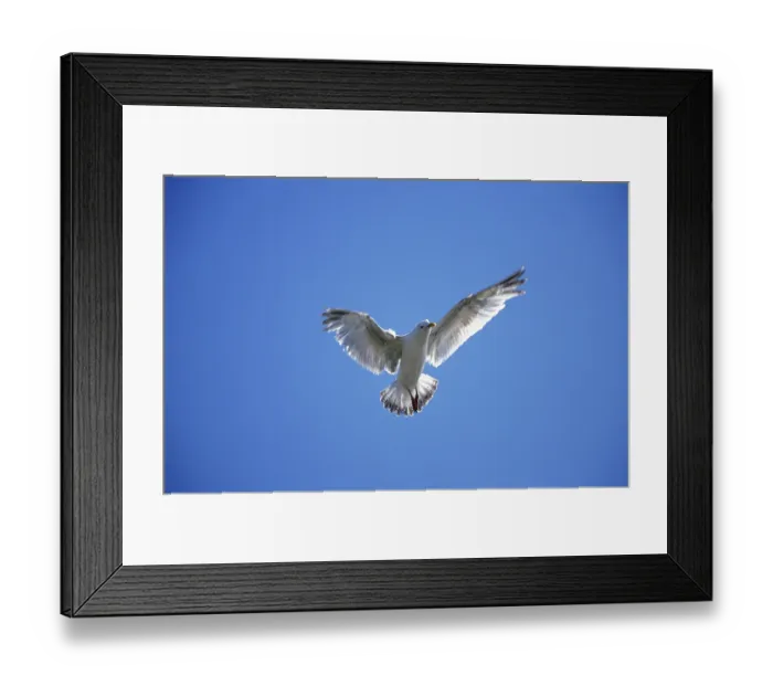 Framed Print : European herring gull (larus argentatus)