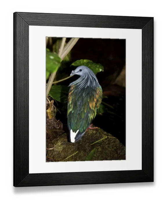 Framed Print : NICOBAR nicobar pigeon (caloenas nicobarica)