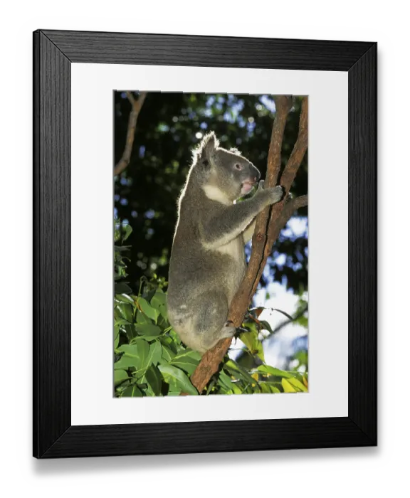 Framed Print : Koala (phascolarctos cinereus), adult, Australia Framed Print : Koala (phascolarctos cinereus), adult, Australia