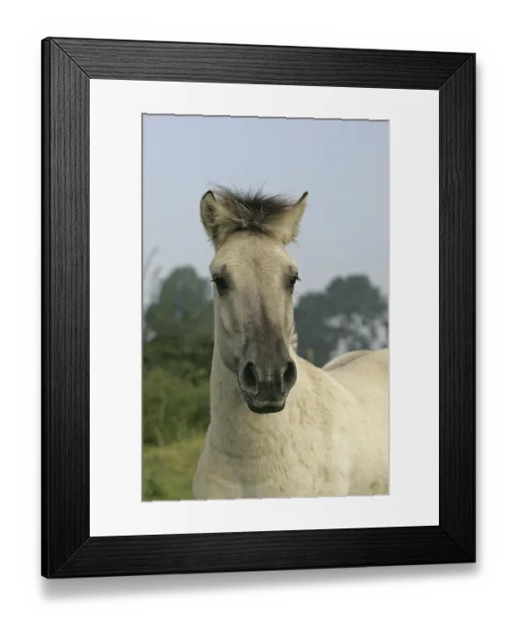 Framed Print : Norwegian Fjord Horse, Portrait of a Mare