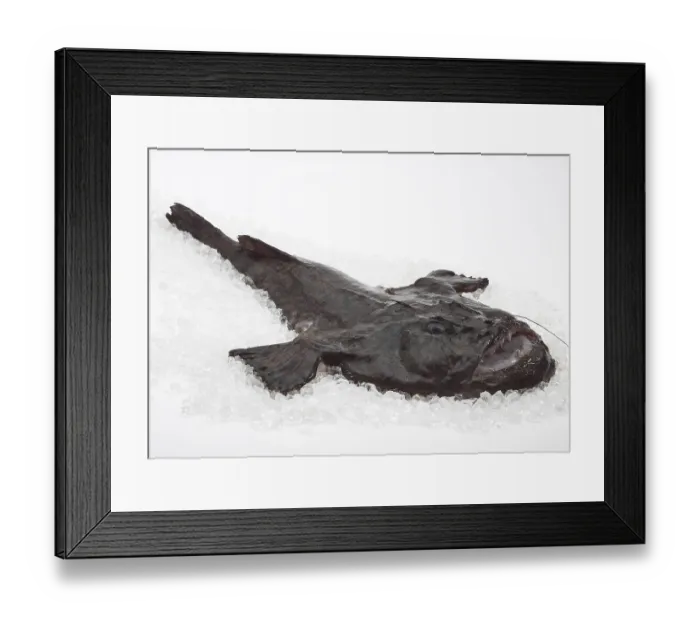 Framed Print : Monkfish (lophius piscatorius) Framed Print : Monkfish (lophius piscatorius)