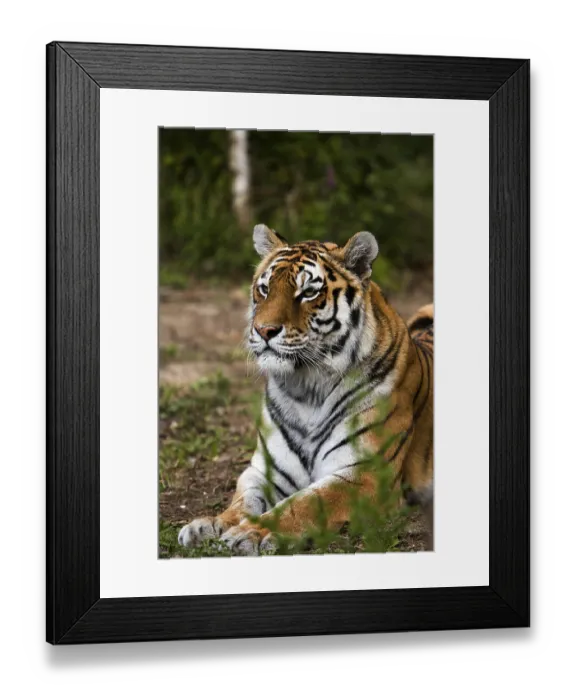 Framed Print : Siberian Tiger (panthera tigris altaica)