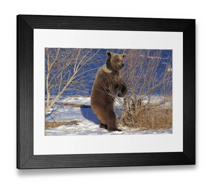 Framed Print : Grizzly Bear (ursus arctos horribilis) Framed Print : Grizzly Bear (ursus arctos horribilis)