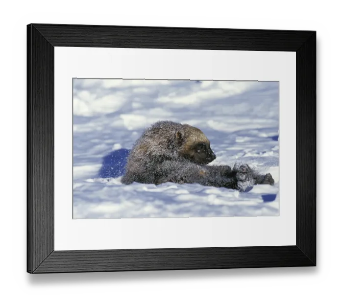 Framed Print : North American Wolverine (gulo gulo) luscus