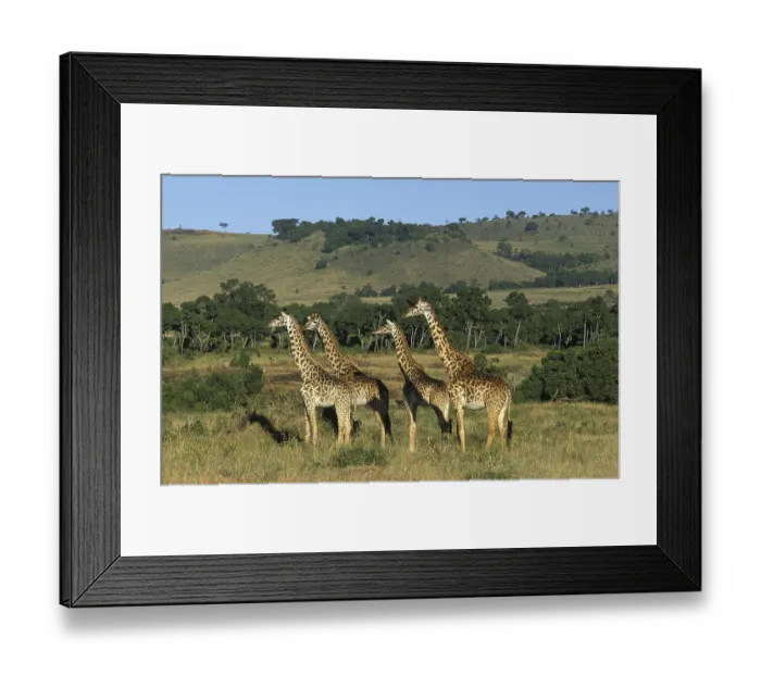 Framed Print : Masai Giraffe (giraffa camelopardalis tippelskirchi)