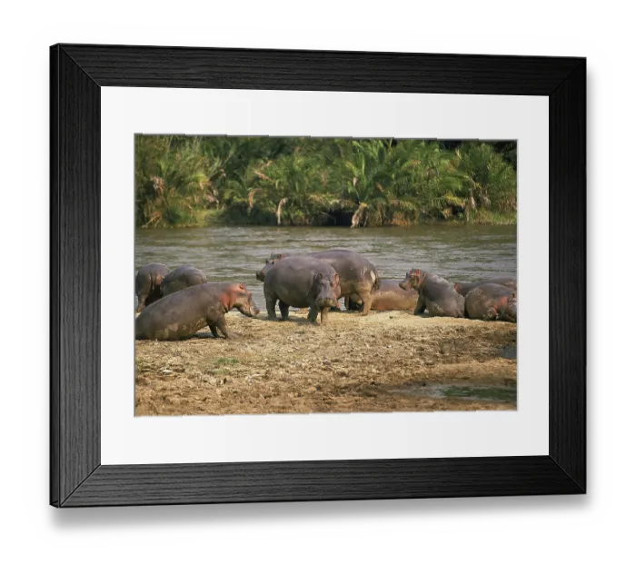 Framed Print : HIPPOPOTAMUS (hippopotamus amphibius) Framed Print : HIPPOPOTAMUS (hippopotamus amphibius)