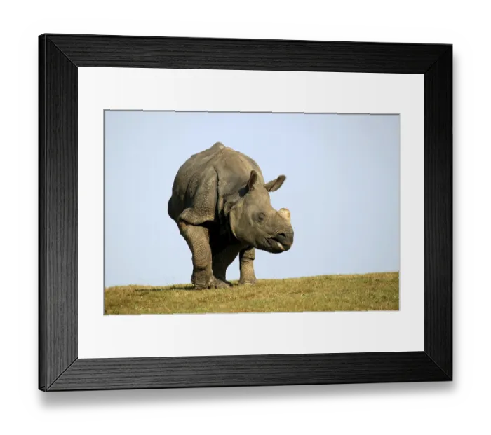 Framed Print : INDIAN RHINOCEROS (rhinoceros unicornis)