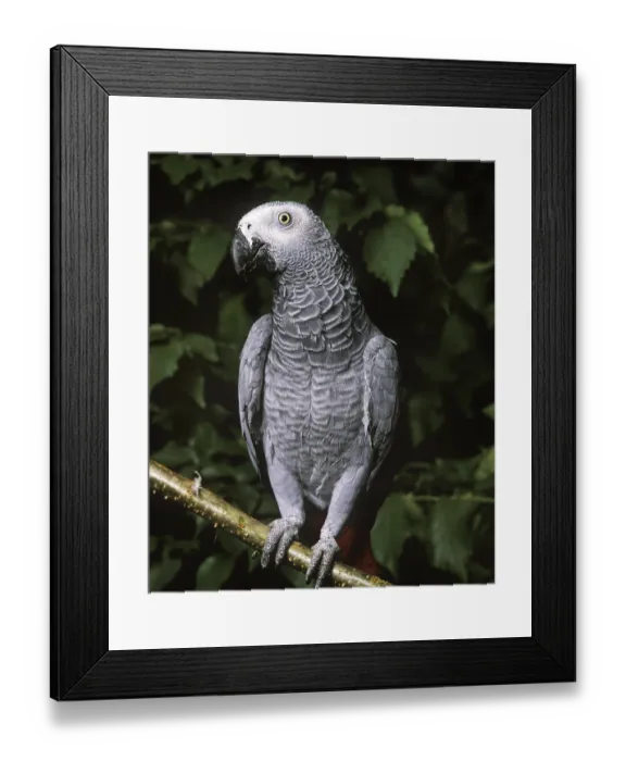 Framed Print : African Grey Parrot (psittacus erithacus)