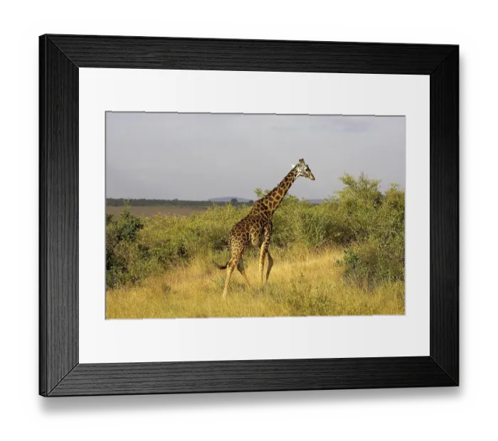 Framed Print : Rothschild's Giraffe (giraffa camelopardalis rothschildi)